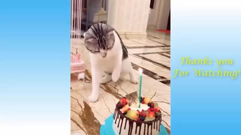 Watch these funny animal' REALLY ADORABLE