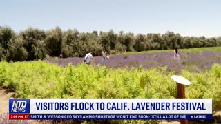 Visitors Flock to California Lavender Festival