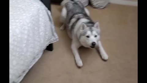 Husky conversation translated into English