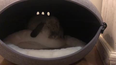 Mini-lop Tara Sleepy Time