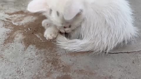 The cat bites its own tail