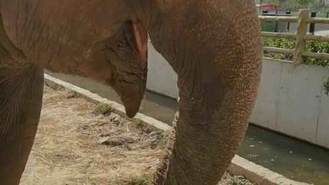 The elephant is eating sweet sugar cane