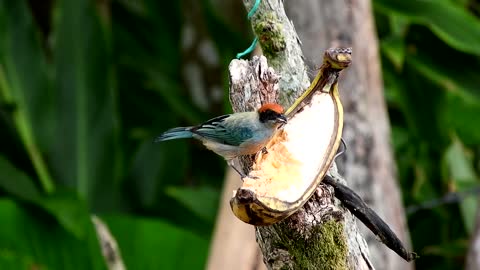 cute bird eating in top of the tree in blow