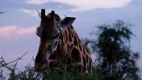 A Big giraffe feeding on leaves