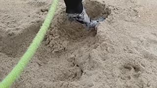 Oreos first dig at the beach