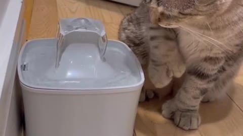 Funny Animal Videos that Make Me Burstnto Tears Laughing (CUTE) #shorts