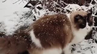 caty enjoying the snow