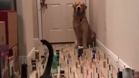 Who knock everything over! | Cat and dog | Viral