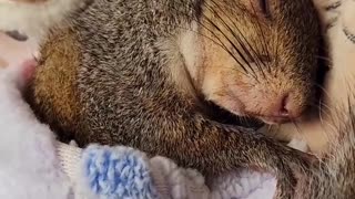 Sweetly Sleeping Squirrel