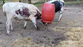 Bulls at play