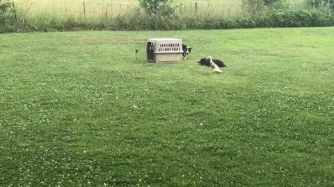 Border Collies Demonstrate Duck Herding Tricks