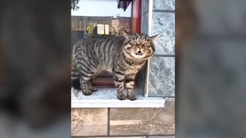 Cats talking speak english better than hooman emotional, funny and adorable videos