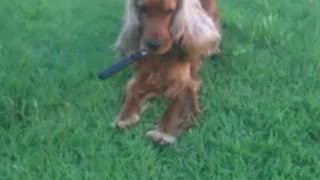 Cute dog steals a cookie