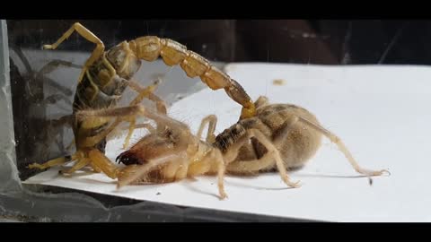Giant Camel Spider versus Venomous Scorpion