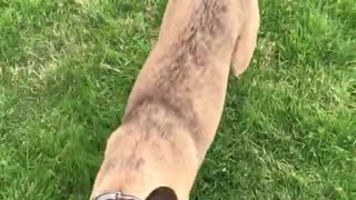 Brown dog jumping up in slow motion