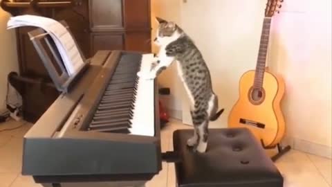 The cat learns to play the piano(Unreal funny moment)😅🤣😂