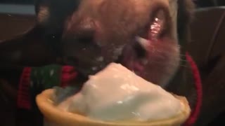 Brown dog red collar eats ice cream