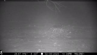 Coyote thinks he’s a antler-less buck urinating on his scrape