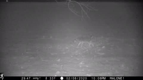 Coyote thinks he’s a antler-less buck urinating on his scrape