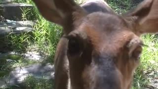 Deer Arrives At A Woman's Door To Be Fed