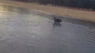 Brown german shepherd dog leaps over lake