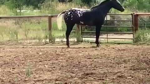 Senior horse showing off