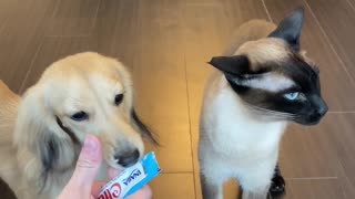 Furry Friends Share A Delicious Snack