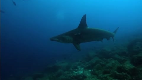 Divers/jumpers stow away in rocks as hammerheads swarm above them