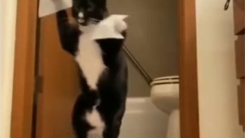 Cute cats fun 😅 Funny cat video of 2022