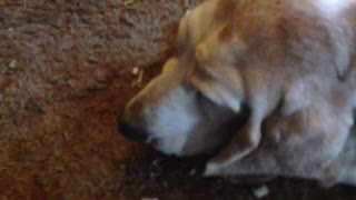 Hound Dog steals Turnip