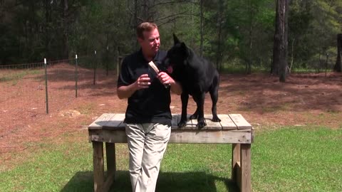 So you want a Protection Dog... German Shepherd Man explains