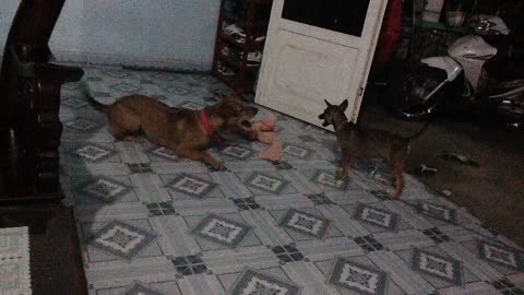 Have Fun Together with two Phu Quoc Ridgeback