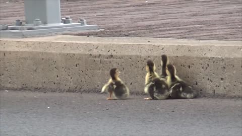 Duck family traveling