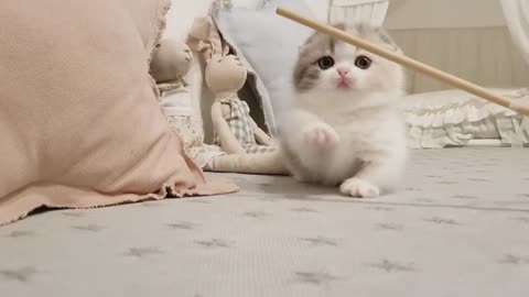 Cute Kitten Videos Of Short Leg Cat