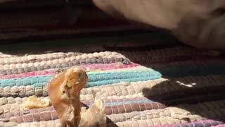 Dogy Eating Strange Thing