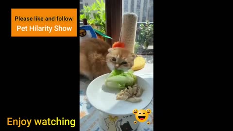 😹Funniest Cat Videos 2023 - Cat Videos Make Jokes Every day 😹 | Funny video | Funny cat video🎉😂