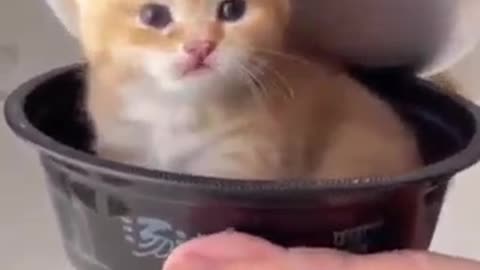 baby cat candy