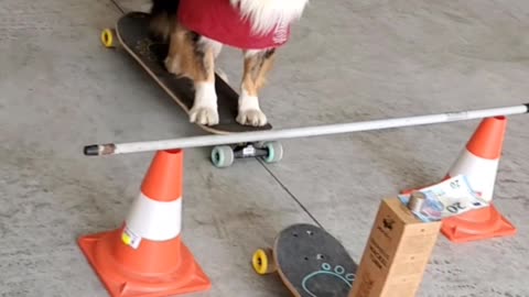 Skilful Doggy Snatches Banknote From Precarious Stack