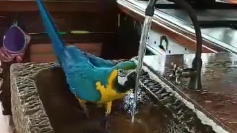 Funny Parrot at sink open and close Tap