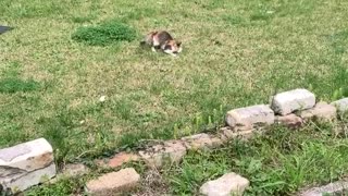 Cat Loves Fetching Clothesline Pin