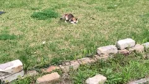 Cat Loves Fetching Clothesline Pin