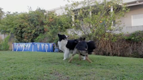 Ultrasonic dog anti-agents sound - Chase the dog away