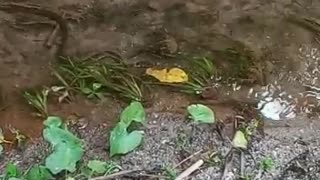 Nature and snake