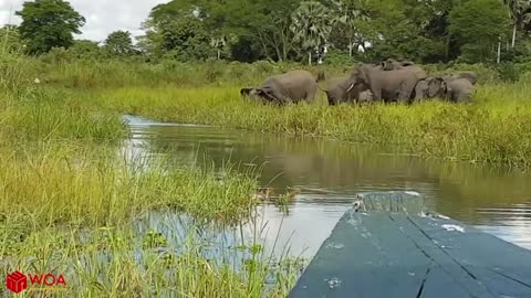 Amazing Elephant African Save Baby Elephant From Crocodile Hunting | Animals Hunting Fail