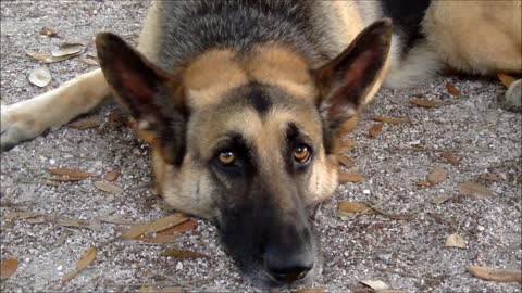 Lovely Female German Shepherd Dog Sad About Not Going Out