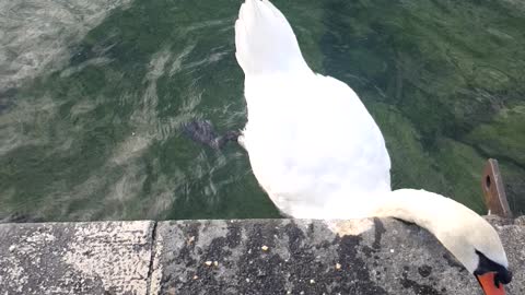 White bird eating my food in geneva