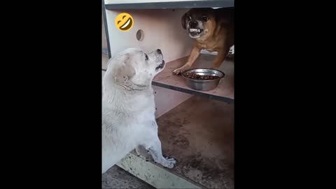 two dogs funny conversation