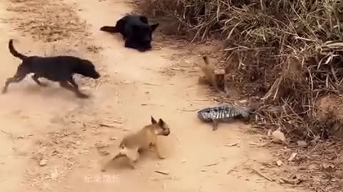Dog’s attacks lizard who wins??