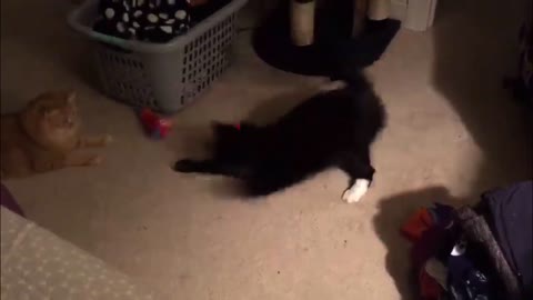 Cats trying to catch the Laser point