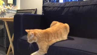 Cat jumping and catching